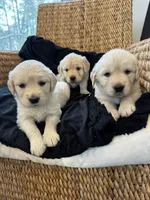Linen, a female English Cream Golden Retriever for sale in Suffolk, VA – Photo 2 of 6