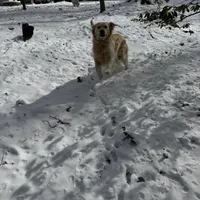 SOLD Linen, a female English Cream Golden Retriever for sale in Suffolk, VA – Photo 7 of 7