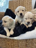 Ivory, a female English Cream Golden Retriever for sale in Suffolk, VA – Photo 6 of 7