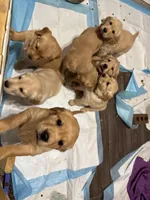 RESERVED Chrissy - Carol (Available), a female Golden Retriever for sale in Suffolk, VA – Photo 7 of 8