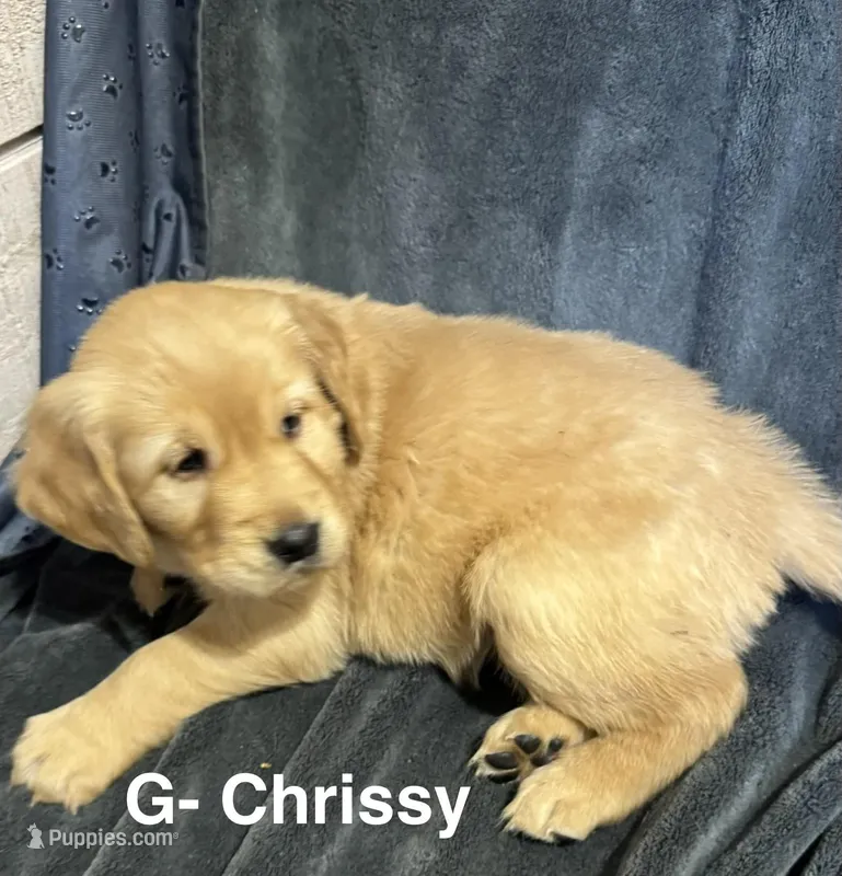 RESERVED Chrissy - Carol (Available)