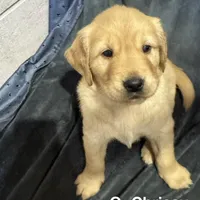 Chrissy, a female Golden Retriever for sale in Suffolk, VA – Photo 4 of 7