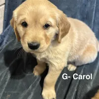 Chrissy, a female Golden Retriever for sale in Suffolk, VA – Photo 5 of 7