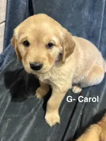 RESERVED Chrissy - Carol (Available), a female Golden Retriever for sale in Suffolk, VA – Photo 3 of 8