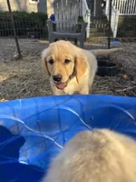 Chrissy, a female Golden Retriever for sale in Suffolk, VA – Photo 2 of 7