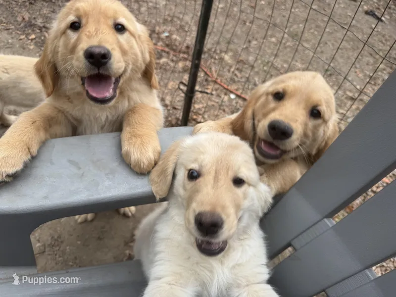 Chrissy  and Carol  – Golden Retriever puppy for sale in Suffolk, VA
