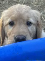 Chrissy, a female Golden Retriever for sale in Suffolk, VA – Photo 1 of 7