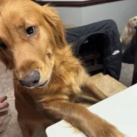 Chrissy, a female Golden Retriever for sale in Suffolk, VA – Photo 7 of 7