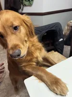 RESERVED Chrissy - Carol (Available), a female Golden Retriever for sale in Suffolk, VA – Photo 8 of 8