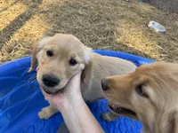 Chrissy, a female Golden Retriever for sale in Suffolk, VA – Photo 3 of 7