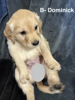 Dominick, a male Golden Retriever for sale in Suffolk, VA – Photo 2 of 7