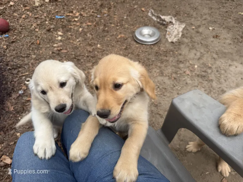 Dominick – Golden Retriever puppy for sale in Suffolk, VA
