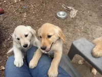 Dominick, a male Golden Retriever for sale in Suffolk, VA – Photo 1 of 7