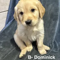 Dominick, a male Golden Retriever for sale in Suffolk, VA – Photo 3 of 7
