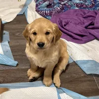 Dominick, a male Golden Retriever for sale in Suffolk, VA – Photo 4 of 7