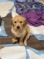 Dominick, a male Golden Retriever for sale in Suffolk, VA – Photo 5 of 7