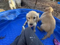 Dominick, a male Golden Retriever for sale in Suffolk, VA – Photo 2 of 7