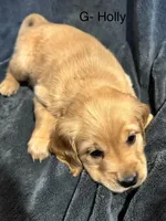 Holly, a female Golden Retriever for sale in Suffolk, VA – Photo 2 of 6