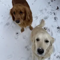 SOLD Holly, a female Golden Retriever for sale in Suffolk, VA – Photo 3 of 6