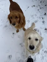 Holly, a female Golden Retriever for sale in Suffolk, VA – Photo 3 of 6