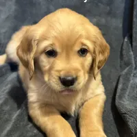 SOLD Holly, a female Golden Retriever for sale in Suffolk, VA – Photo 1 of 6