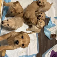 SOLD Holly, a female Golden Retriever for sale in Suffolk, VA – Photo 5 of 6