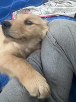 Carol, a female Golden Retriever and English Cream Golden Retriever for sale in Suffolk, VA – Photo 2 of 5