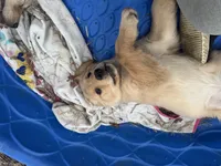 Carol, a female Golden Retriever and English Cream Golden Retriever for sale in Suffolk, VA – Photo 5 of 5