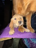 Carol, a female Golden Retriever and English Cream Golden Retriever for sale in Suffolk, VA – Photo 3 of 5