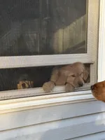 Carol, a female Golden Retriever and English Cream Golden Retriever for sale in Suffolk, VA – Photo 4 of 5