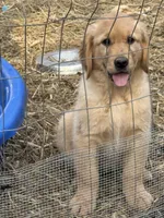 Carol, a female Golden Retriever and English Cream Golden Retriever for sale in Suffolk, VA – Photo 1 of 5