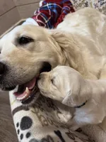 *SOLD*Lu, a male English Cream Golden Retriever for sale in Suffolk, VA – Photo 2 of 6