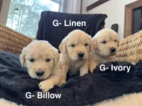SOLD Billow, a female English Cream Golden Retriever for sale in Suffolk, VA – Photo 1 of 5