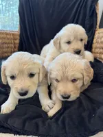 SOLD Billow, a female English Cream Golden Retriever for sale in Suffolk, VA – Photo 2 of 5