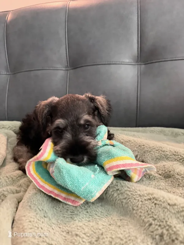 Banana – Miniature Schnauzer puppy for sale in Fort Worth, TX