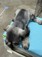 Fabia, a female Miniature Schnauzer for sale in Fort Worth, TX – Photo 4 of 5