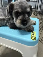 Fabia, a female Miniature Schnauzer for sale in Fort Worth, TX – Photo 3 of 5