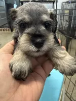 Fabia, a female Miniature Schnauzer for sale in Fort Worth, TX – Photo 2 of 5
