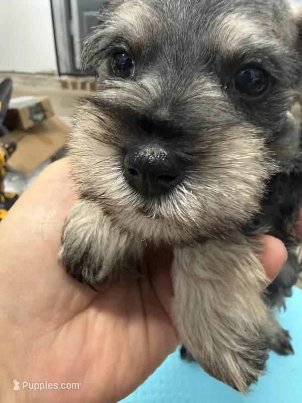 Fabia – Miniature Schnauzer puppy for sale in Fort Worth, TX