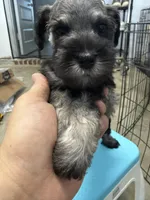 Echo, a female Poodle - Miniature  for sale in Fort Worth, TX – Photo 3 of 5