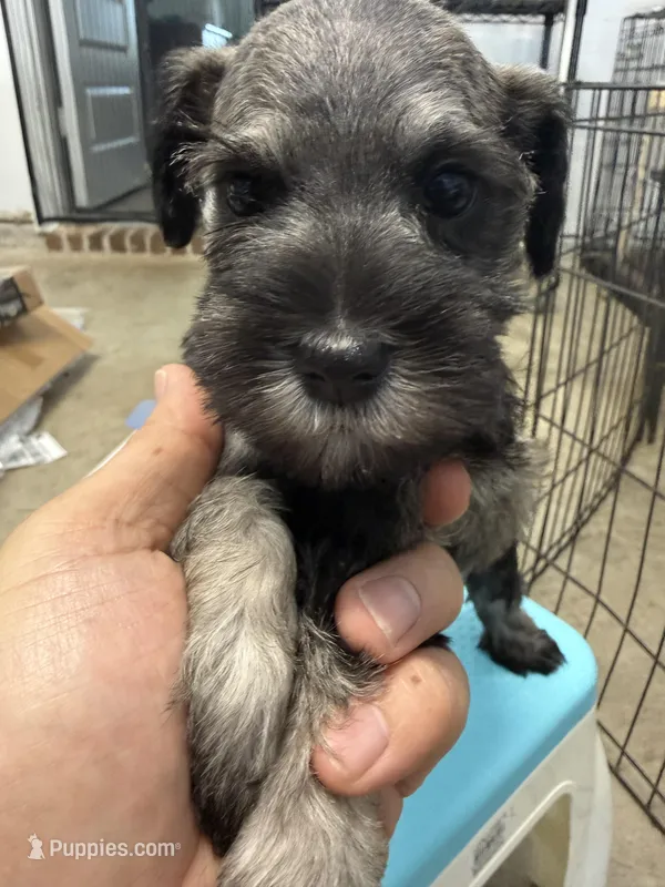 Echo – Poodle - Miniature  puppy for sale in Fort Worth, TX