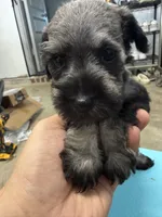 Echo, a female Poodle - Miniature  for sale in Fort Worth, TX – Photo 4 of 5