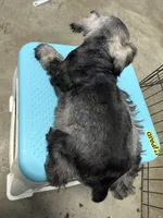 Echo, a female Poodle - Miniature  for sale in Fort Worth, TX – Photo 5 of 5