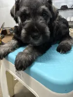 Banana, a male Miniature Schnauzer for sale in Fort Worth, TX – Photo 3 of 6
