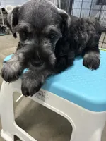 Banana, a male Miniature Schnauzer for sale in Fort Worth, TX – Photo 4 of 6