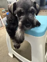 Banana, a male Miniature Schnauzer for sale in Fort Worth, TX – Photo 6 of 6