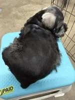 Banana, a male Miniature Schnauzer for sale in Fort Worth, TX – Photo 5 of 6