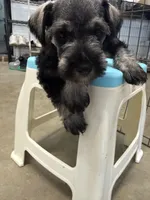 Banana, a male Miniature Schnauzer for sale in Fort Worth, TX – Photo 1 of 6