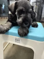 Banana, a male Miniature Schnauzer for sale in Fort Worth, TX – Photo 2 of 6