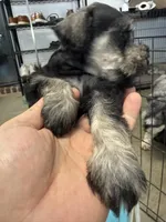 Coco, a female Miniature Schnauzer for sale in Fort Worth, TX – Photo 2 of 5